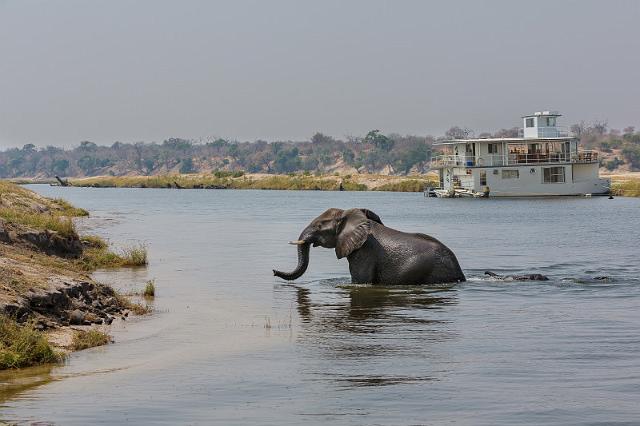 045 Botswana, Chobe NP.jpg